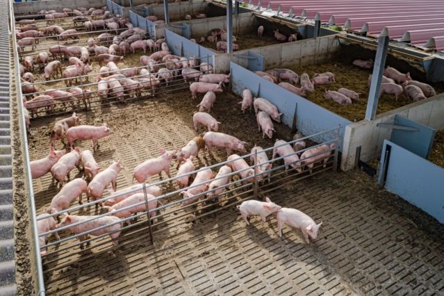 Klauenprobleme, Parasiten und Kannibalismus: Vollspaltenbodenhaltung bleibt in Österreich problematisch
